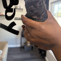 Mega mind - Black male French Bulldog puppy in Whittier, California from West Coast Bullies & Frenchies