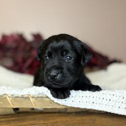 River - Black female Labrador Retriever puppy in Rocky Top, Tennessee from Rocky Top Retrievers