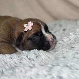 Duchess Rose - Fawn female Boxer puppy in Russellville, Missouri from Soaring Royalty Canines LLC