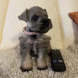Pink - Salt and pepper female Miniature Schnauzer puppy in Lehigh Acres, Florida from Regency Schnauzer
