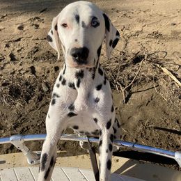 Missy - Dalmatian