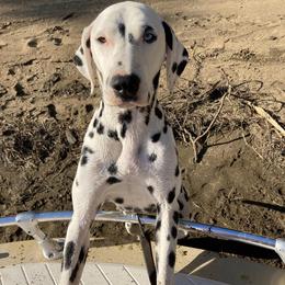 Missy - Dalmatian