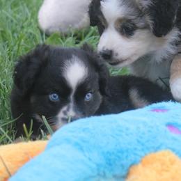 Diesel - Black tri male Toy Australian Shepherd puppy in Ionia, Iowa from Sapphire Stables