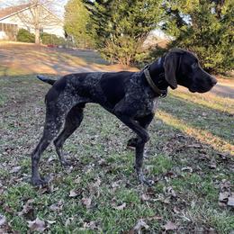 Beau - German Shorthaired Pointer