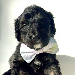 Anchor - Phantom male Bernedoodle puppy in Pulaski, Tennessee from Doodle My Heart