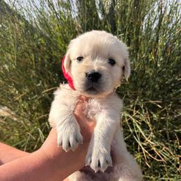 Red boy - Light golden male Golden Retriever puppy in Pahrump, Nevada from Southern Nevada Goldens