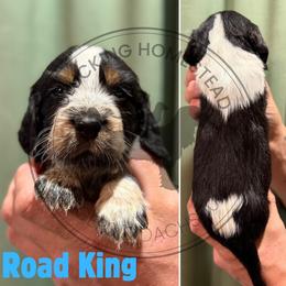 Road King - Black white and tan male English Springer Spaniel puppy in Fond Du Lac, Wisconsin from Clucking Homestead Springers & Dachshunds