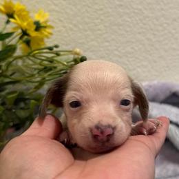 Sandy - Piebald female Dachshund puppy in Moreno Valley, California from Purpleheart_doxiess