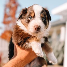 Bentley - Red tri-color male Australian Shepherd puppy in Meridian, Idaho from Boise Aussie Paws