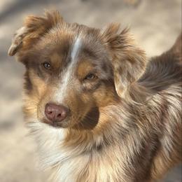 Patches - Red merle male Australian Shepherd puppy in Lubbock, Texas from REKN’ Kennel Aussies