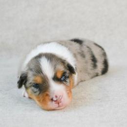 Wrangler - Blue merle male Australian Shepherd puppy in Aberdeen, North Carolina from Huckleberry Hill Aussies LLC.