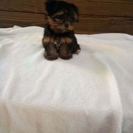 Mad Max - Black and gold male Yorkshire Terrier puppy in Maple Heights, Ohio from Yorkiesllc