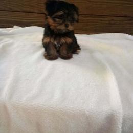 Mad Max - Black and gold male Yorkshire Terrier puppy in Maple Heights, Ohio from Yorkiesllc