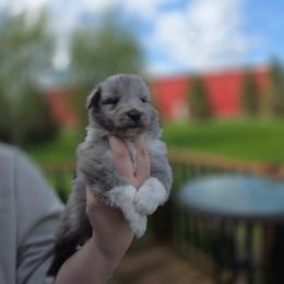 Bi Blue Girl - Blue merle and white female Shetland Sheepdog puppy in Lenox, Iowa from Crossroad shelties
