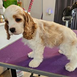 Aerial - Red and white female Cocker Spaniel puppy in New Riegel, Ohio from Riegelz Cockers