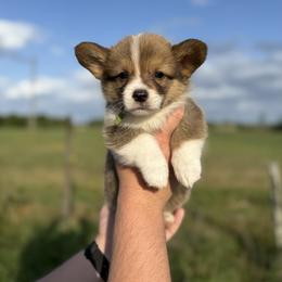 Robert - Green - Red male Pembroke Welsh Corgi puppy in Milan, Georgia from Williams’ Welsh Corgis LLC