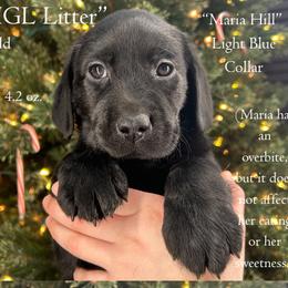 Agent Maria Hill - Steel Blue Collar, Black Female - 3,000 - Black female Labrador Retriever puppy in Eaton Rapids, Michigan from Higher Ground Labradors