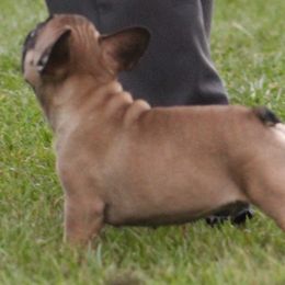 American Bulldog, French Bulldog, and Shorty Bull Puppies from Bingham's Bulldogs LLC