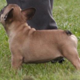 American Bulldog, French Bulldog, and Shorty Bull Puppies from Bingham's Bulldogs LLC