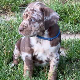 Male 5 - Red merle male Catahoula Leopard Dog puppy in Manchester, Tennessee from Middle TN Leopard Catahoulas and Middle TN Bassett Hounds