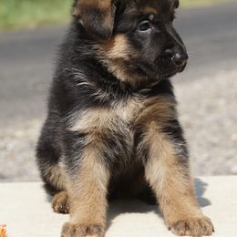 Arlo - Black and red male German Shepherd puppy in Muldrow, Oklahoma from Reizarf Kennels