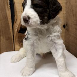 Bubba - Brown and white male Aussiedoodle puppy in Lavonia, Georgia from H & A Kennels