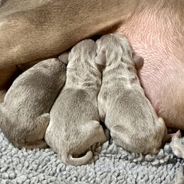 Weimaraner Puppies from Von Luchbach Weimaraners