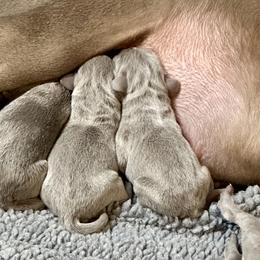 Weimaraner Puppies from Von Luchbach Weimaraners