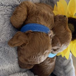 Poodle Puppies from Premier Poodle