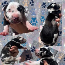 Remi - Harlequin female Great Dane puppy in Wellsville, New York from Prophecy Danes