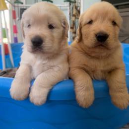 Juno(lighter one of the 2) - Golden female Golden Retriever puppy in Stillwater, Oklahoma from Gold Point Pups
