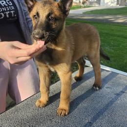 Clover - Red sable female Belgian Malinois puppy in Portage, Wisconsin from Rock 'n Wool Aussies & Malinois