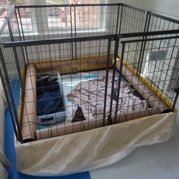 Goldendoodle Puppies from Woodland Creek Goldendoodles