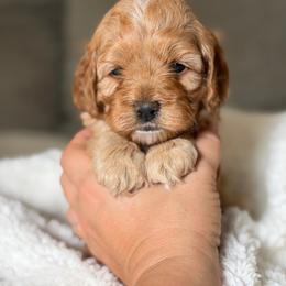 Poppy - Golden female Cockapoo puppy in Pledger, Texas from Sugarbear Cockapoos