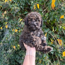 Oakley - Black male Bernedoodle puppy in Fallon, Nevada from Wild Roots Doodles