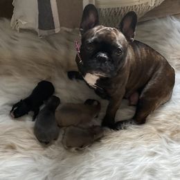 Frankie - French Bulldog