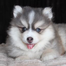 Chai - Blue male Pomsky puppy in Centerville, Iowa from LJ Kennels Pomskies, LLC