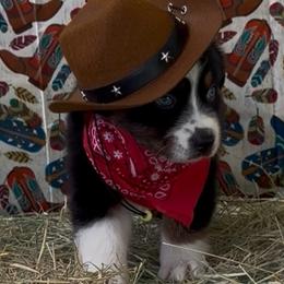 Buckaroo AKC Tailed - Black tri-color male Australian Shepherd puppy in Inverness, Florida from Swamp Puppy Canine Kennel