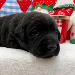 Yellow - Black female Labrador Retriever puppy in Heath Springs, South Carolina from Rich Hill Retrievers