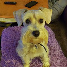 Peaches - Miniature Schnauzer