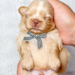 Boy 2 - Cream and white male Shih Tzu puppy in League City, Texas from Divine Pups