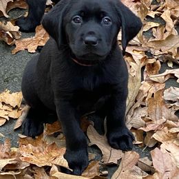 Labrador Retriever Puppies from Champion Retrievers, Inc