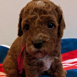 Rosie - female Whoodle puppy in Layton, Utah from Penny's Puppies
