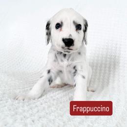 Frappuccino - LUA long coat - White and black male Dalmatian puppy in Davenport, Florida from Sunny Jewels Dalmatians