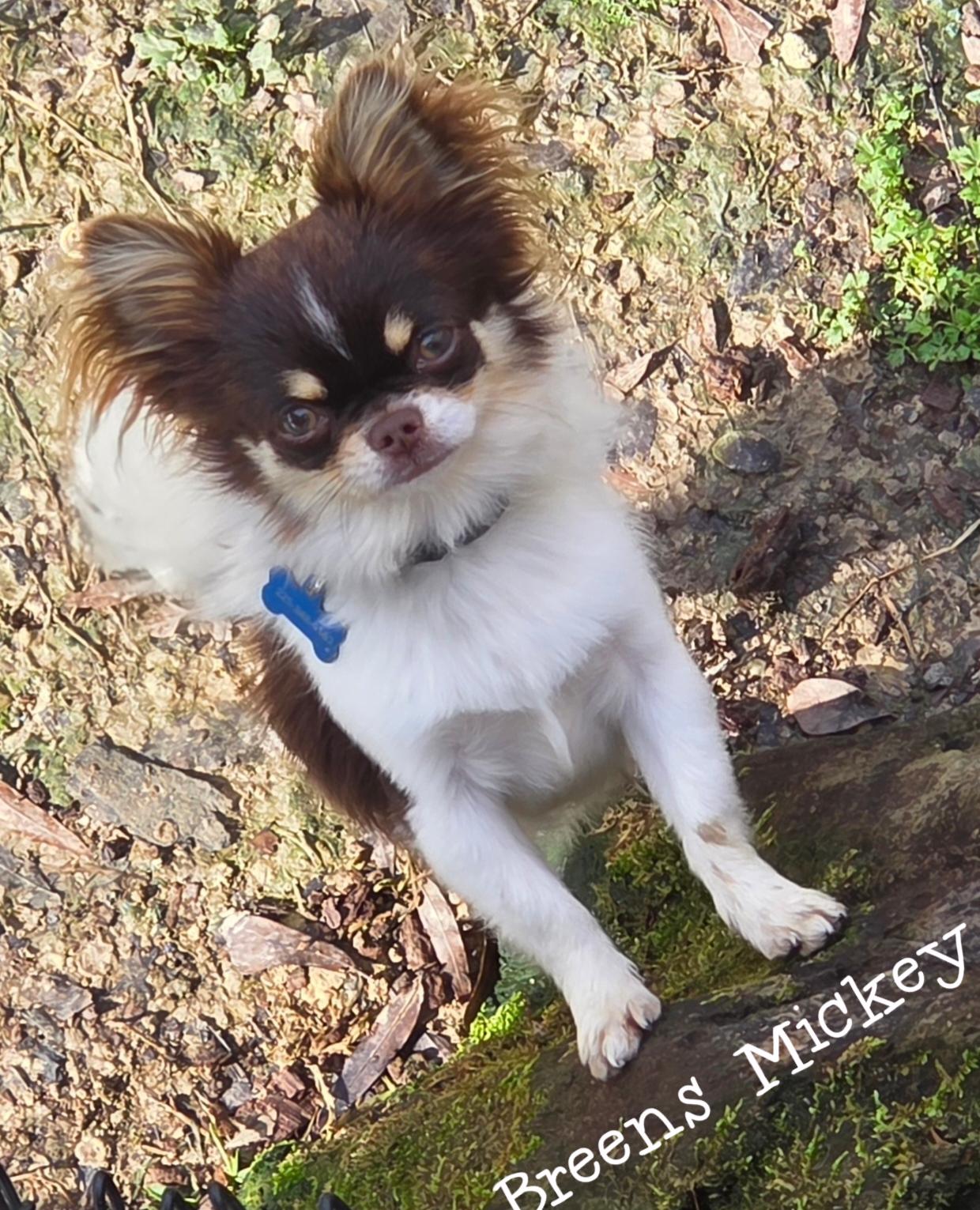 Mickey