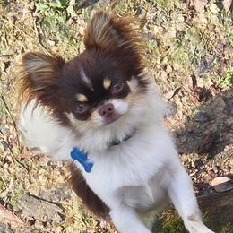 Mickey - Chihuahua