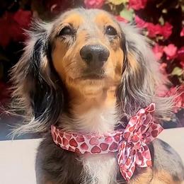 Ashy - Dachshund