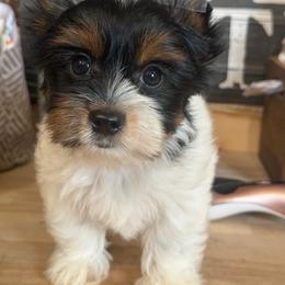 Beni - Black tan and white male Biewer Terrier puppy in Fayette County, Ohio from Happy Tails