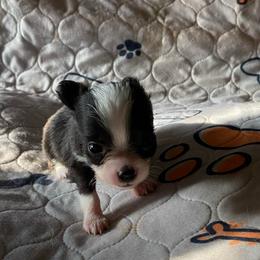 Johnny Dep - Black and white male Chihuahua puppy in Red Bluff, California from Aye Chihuahua
