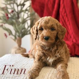 Finn - Red  male Goldendoodle puppy in Heber Springs, Arkansas from H&L GoldenDoodles
